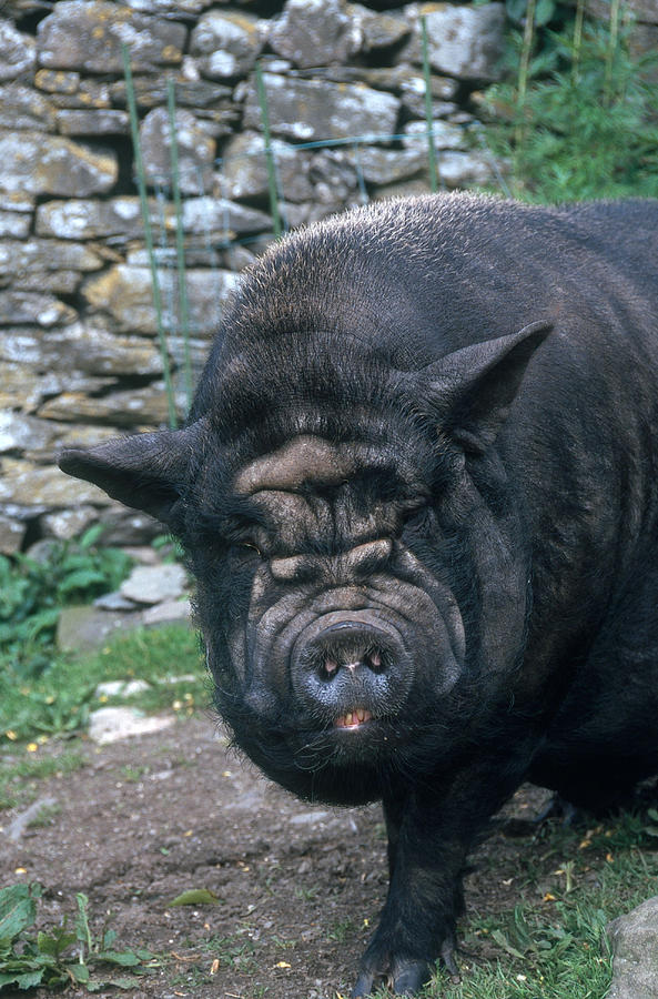 Vietnamese Pot-bellied Pig #1 Photograph by C.r. Sharp