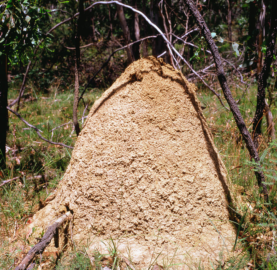 View Of A Termite Mound Photograph By Dr Jeremy Burgessscience Photo