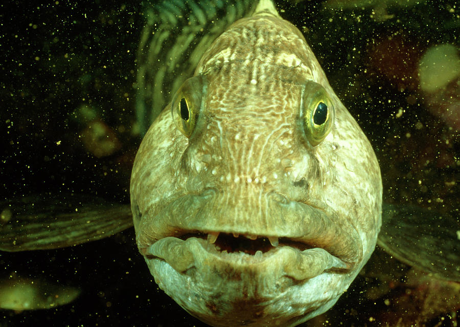 Catfish Photograph - View Of A Wolf Fish #1 by Rudiger Lehnen/science Photo Library