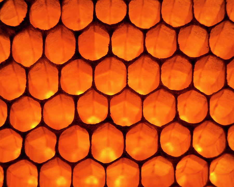 View Of Honeycomb Of The Honey Bee by Simon Fraser/science Photo Library
