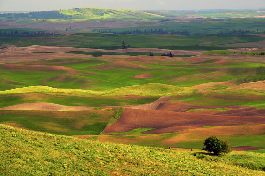 View Of Palouse From Steptoe Butte Photograph by Michel Hersen - Fine ...