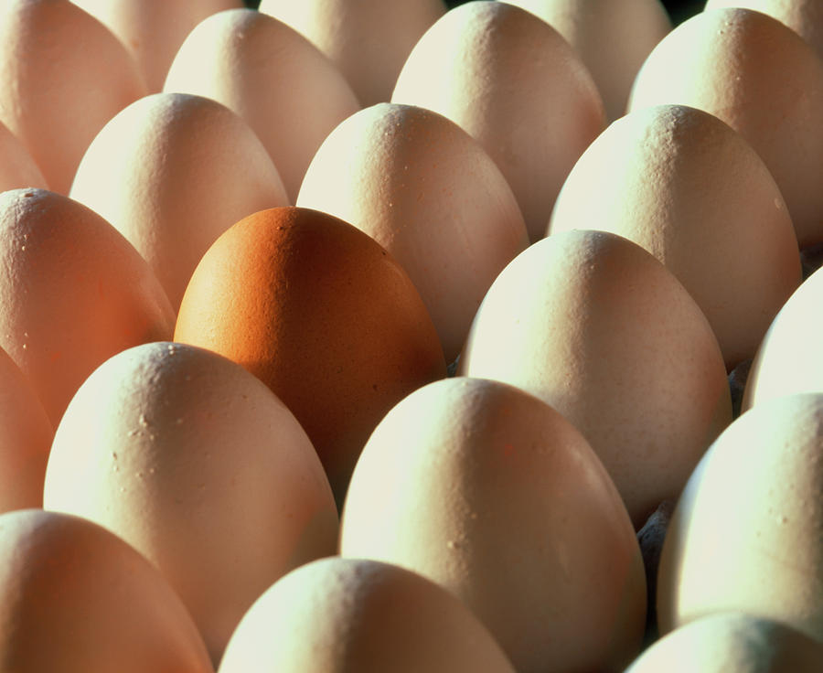 View Of Rows Of Chicken Eggs #1 Photograph by Martin Bond/science Photo Library