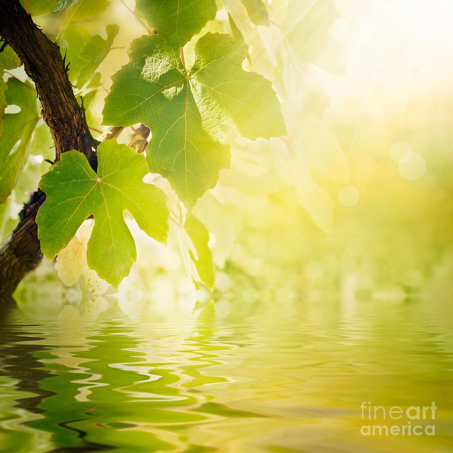 Nature Photograph - Vine leaf #1 by Mythja Photography