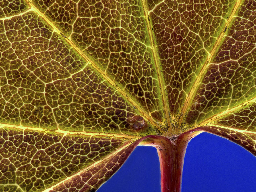 Vine Maple Leaf close up #2 Photograph by Jean Noren