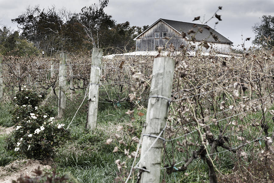 Kentucky vineyard in fall Photograph by Alexey Stiop