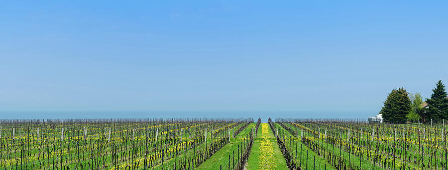 Vineyard In Niagara On The Lake Photograph by Panoramic Images - Fine ...