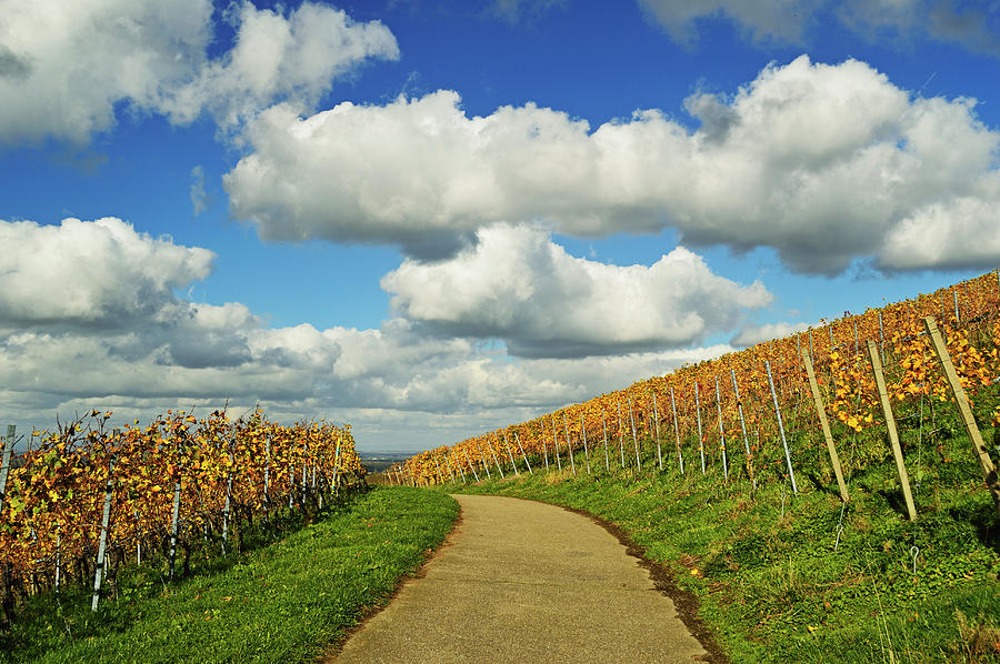 Vineyard Landscape #1 Photograph by Jochen Schlenker