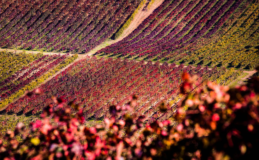 Vineyard #1 Photograph by Stefano Termanini