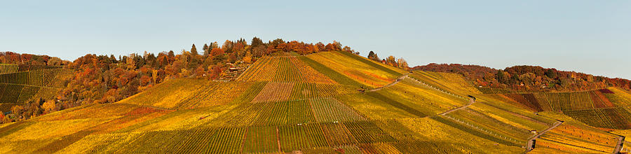 Nature Photograph - Vineyards In Autumn, Uhlbach #1 by Panoramic Images