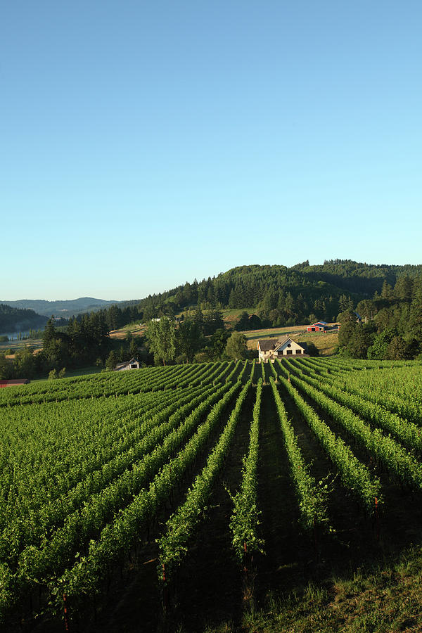 Landscape Photograph - Vineyards In The Willamette Valley #1 by Clay McLachlan