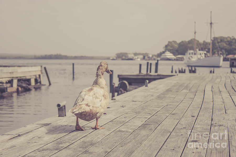 Vintage bird walking along a beach promenade #1 Photograph by Jorgo Photography