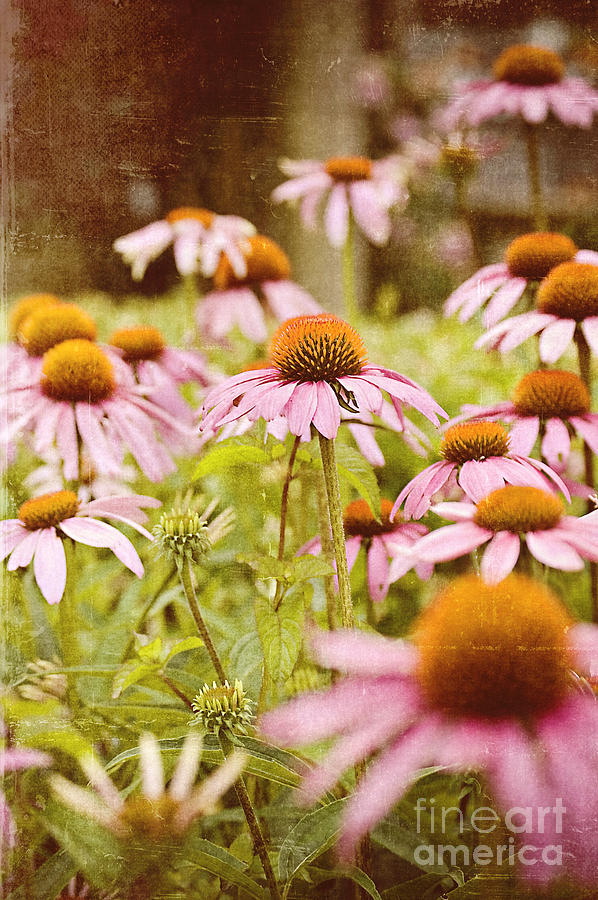 Vintage Flowers  #1 Photograph by Michael Ver Sprill