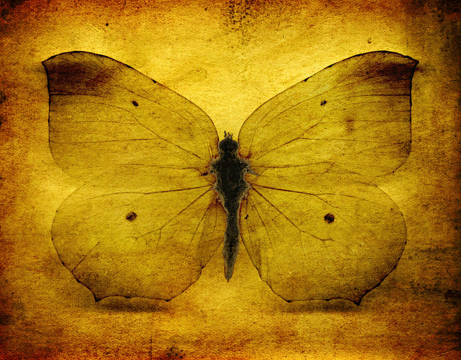 Vintage Grunge Butterfly #1 Digital Art by Steve Ball