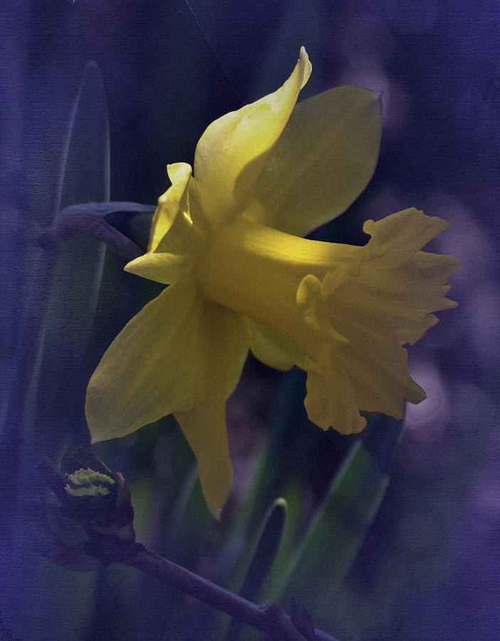 Vintage Narcissus Photograph by Richard Cummings Fine Art America
