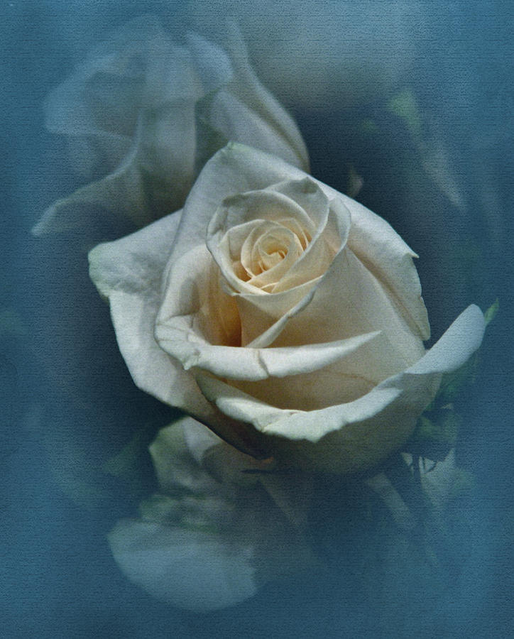 Vintage Peach Rose #1 Photograph by Richard Cummings