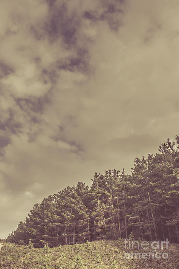 Vintage pine forest landscape in Strahan Tasmania #1 Photograph by Jorgo Photography