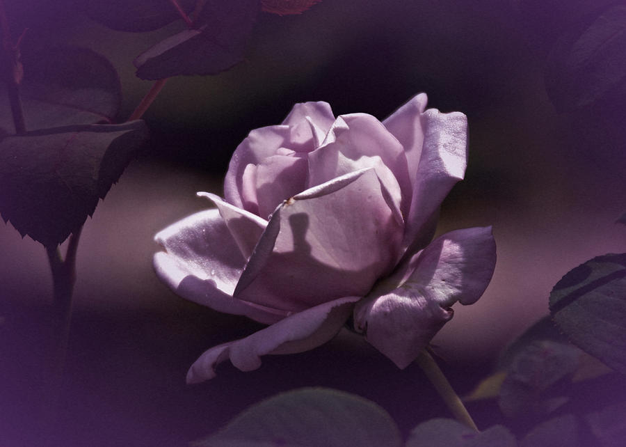 Vintage Purple Rose Photograph by Richard Cummings
