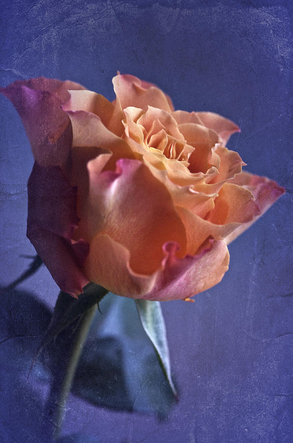 Vintage Rose Study #1 Photograph by Richard Cummings