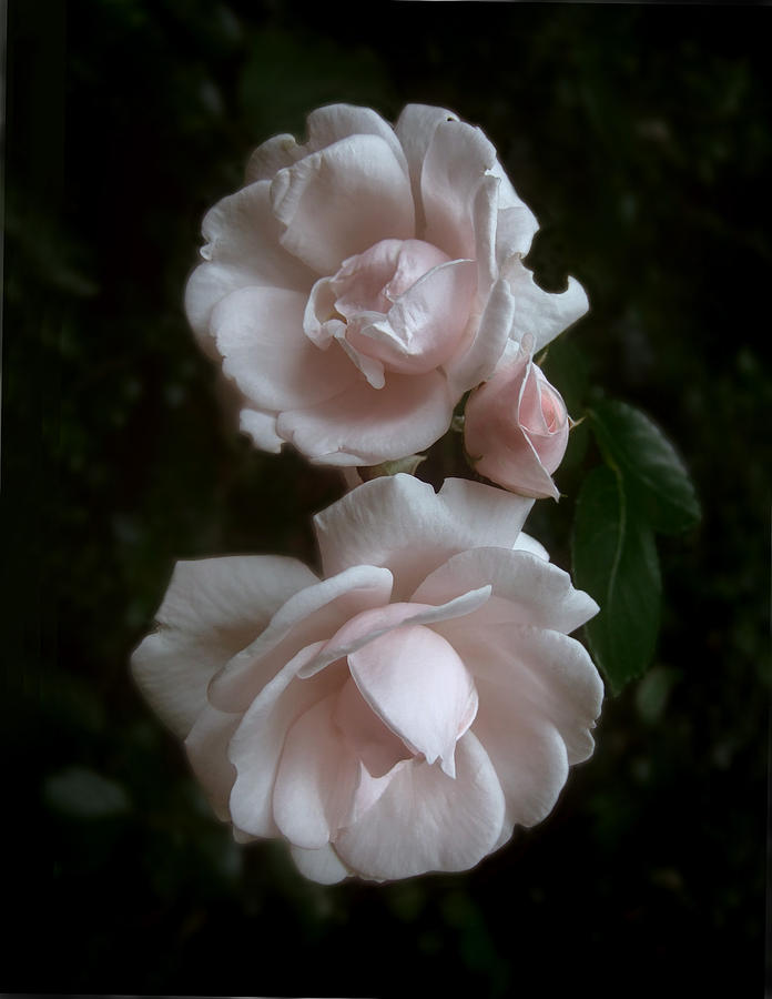Vintage Roses #2 Photograph by Louise Kumpf