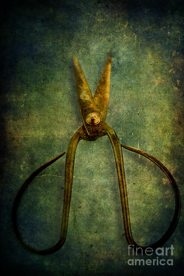 Vintage Scissors #1 Photograph by Stephanie Frey