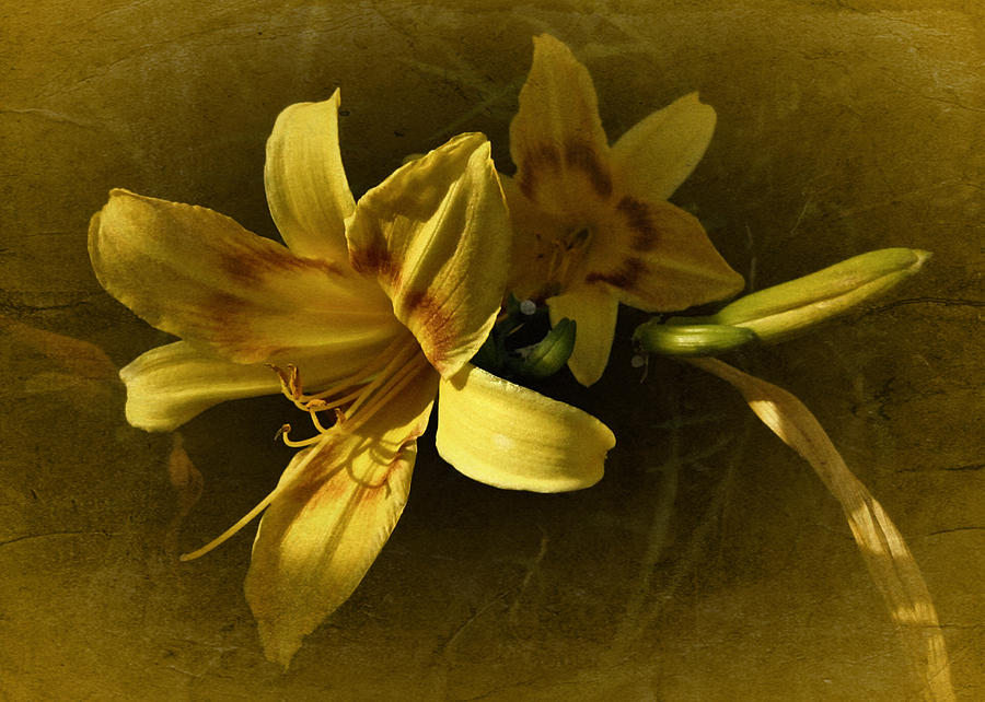 Vintage Yellow Lily Photograph by Richard Cummings