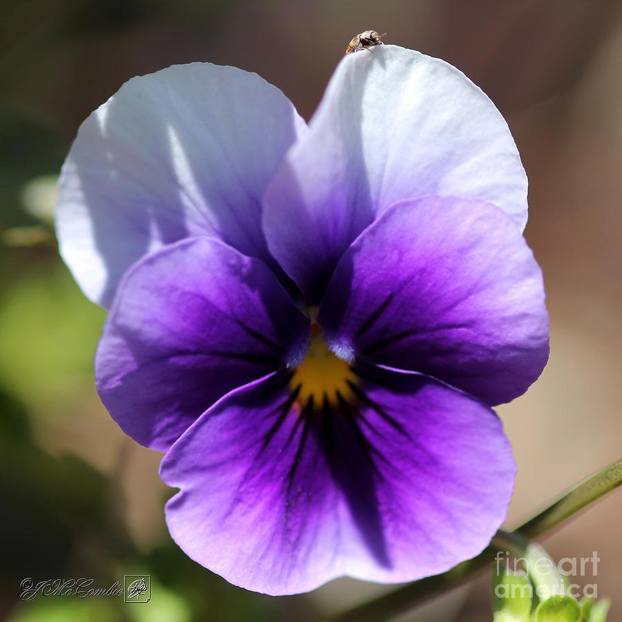 Viola named Sorbet Violet Beacon #3 Photograph by J McCombie