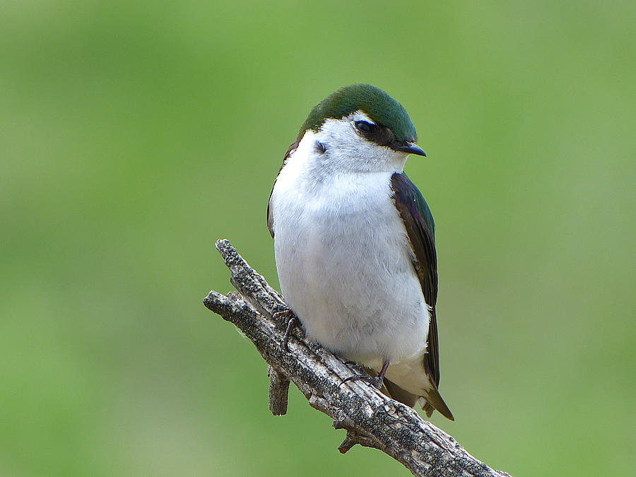 Bird Photograph - Violet-green Swallow #1 by Jim Law