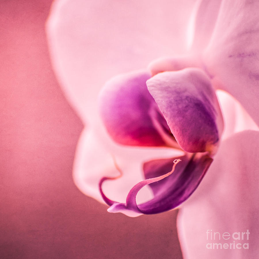 Violet Poetry Photograph by Hannes Cmarits