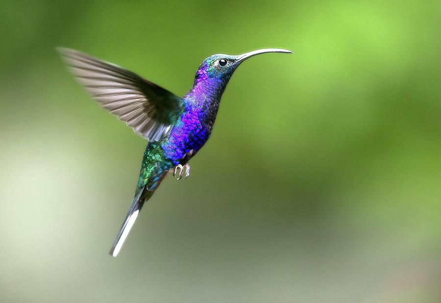 Violet Sabrewing Hummingbird #1 Photograph by Nicolas Reusens