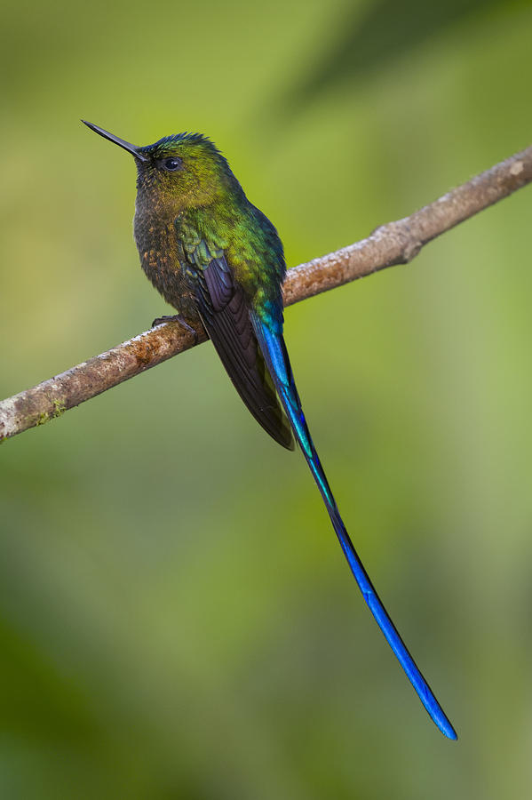 Violet-tailed Sylph Hummingbird #1 Photograph by John Shaw