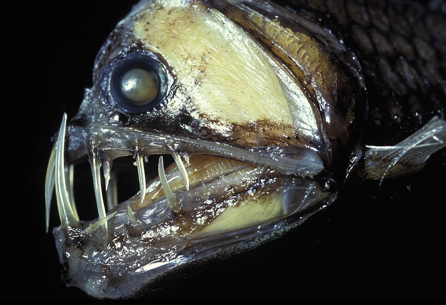 Viperfish #1 Photograph by Greg Ochocki