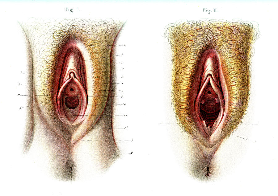 19th Century Photograph - Virgin And Non-virgin Vulva Anatomy #1 by Collection Abecasis