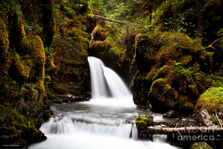 Tree Photograph - Virgin Creek Falls #1 by Chris Heitstuman