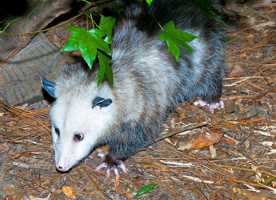 Nature Photograph - Virginia Opossum #1 by Millard H. Sharp