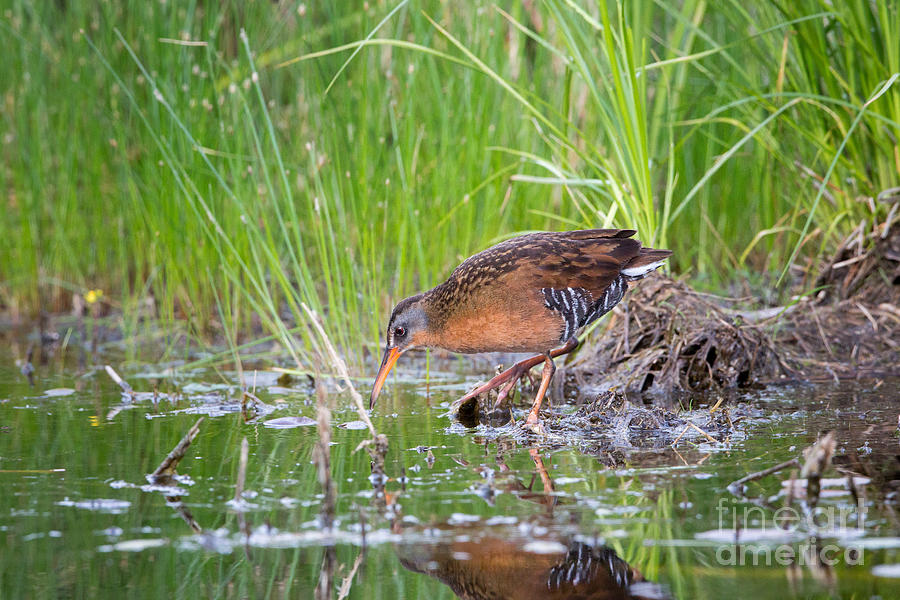 Feather Photograph - Virginia Rail Rallus Limicola #1 by Linda Freshwaters Arndt