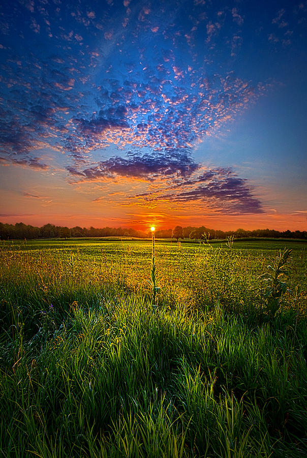 Nature Photograph - Visions #1 by Phil Koch