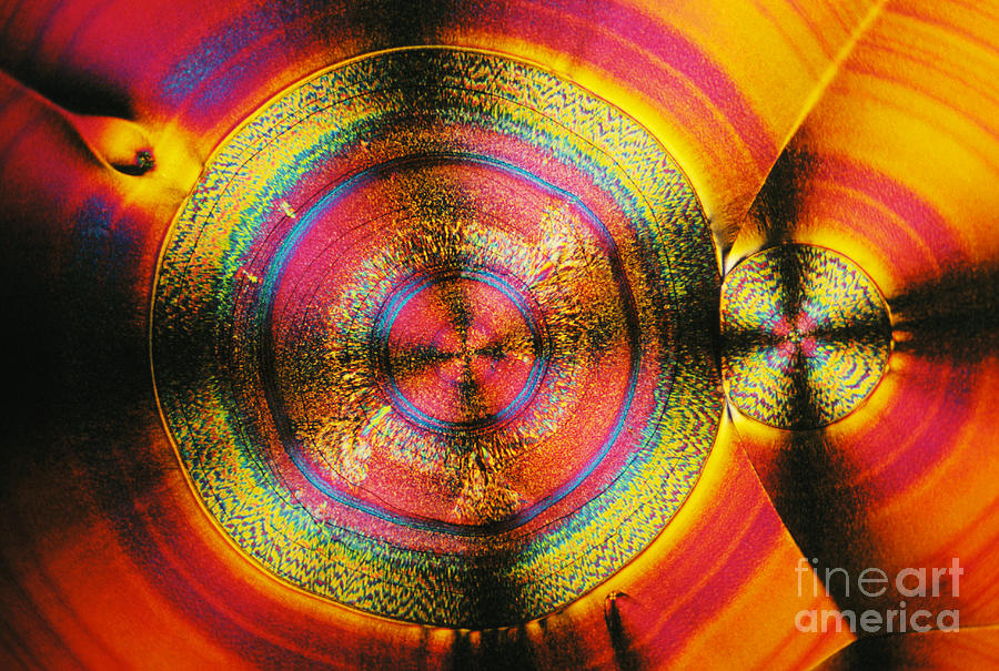 Plm Photograph - Vitamin C #1 by James M. Bell