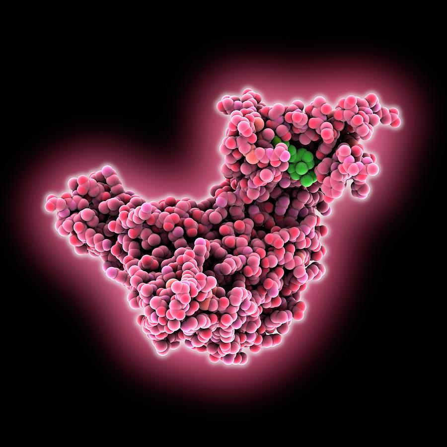 Vitamin D Binding Protein #1 Photograph by Laguna Design