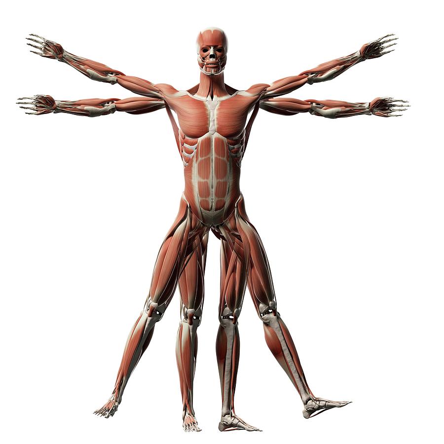 Illustration Photograph - Vitruvian Man Muscles #1 by Sebastian Kaulitzki