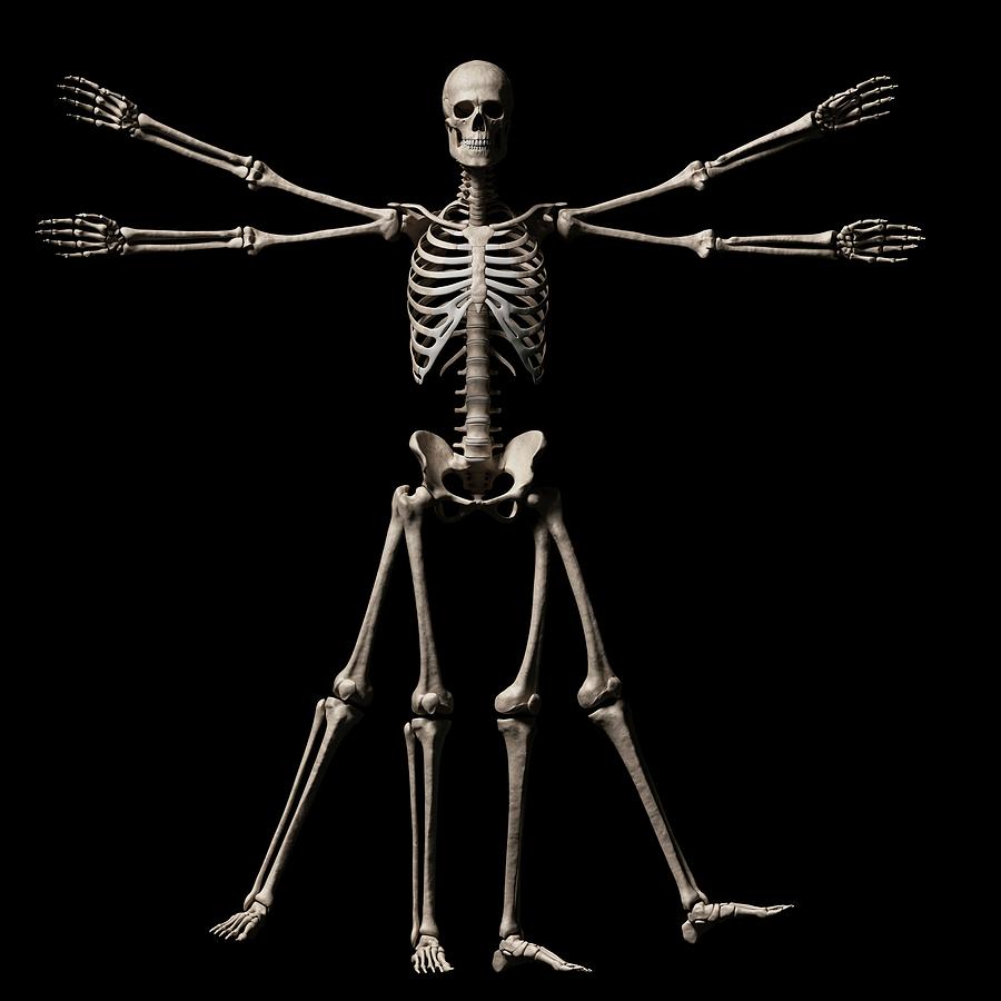 Skeleton Photograph - Vitruvian Man Skeleton #1 by Sebastian Kaulitzki
