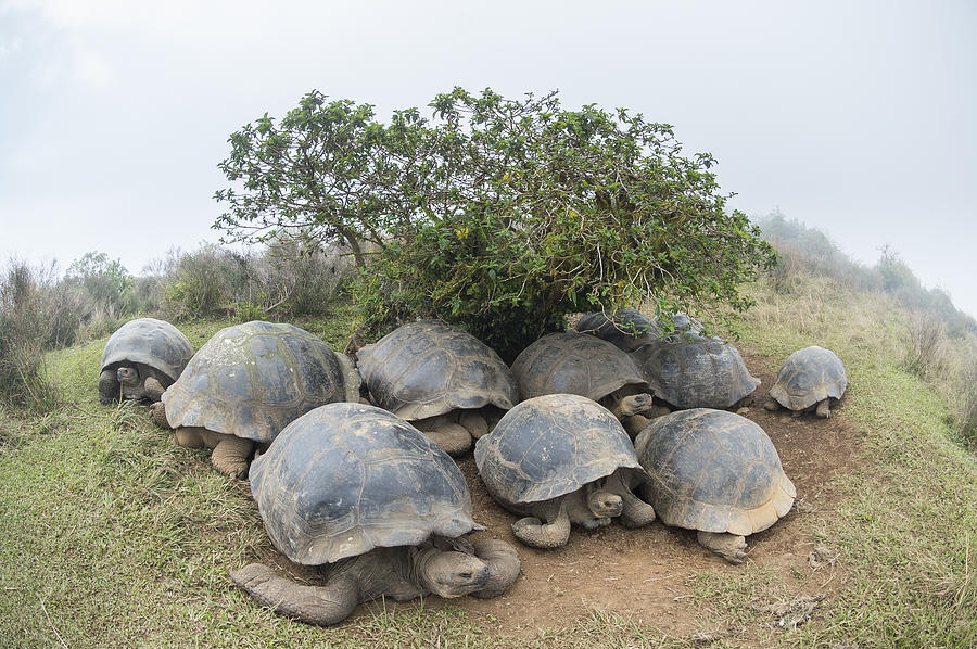 Volcan Alcedo Giant Tortoises Galapagos #1 Photograph by Tui De Roy