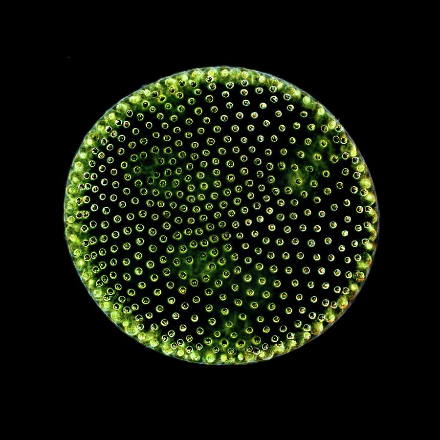 Водоросль вольвокс. Вольвокс водоросль. Зеленые водоросли вольвокс. Вольвокс в микроскопе. Хлорофита вольвокс.
