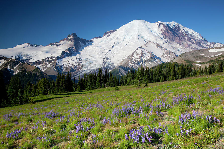 Wa, Mount Rainier National Park, Mount Photograph by Jamie and Judy ...