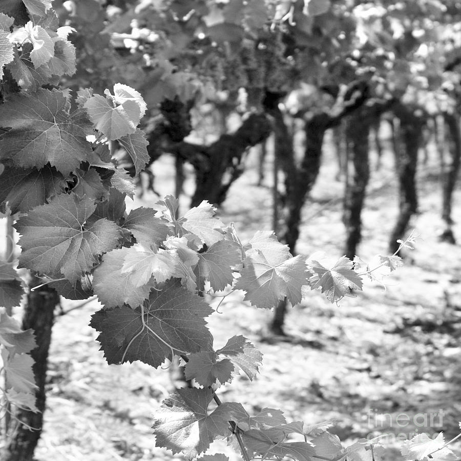 Wine Photograph - Waiting for Oak #1 by Rebecca Cozart