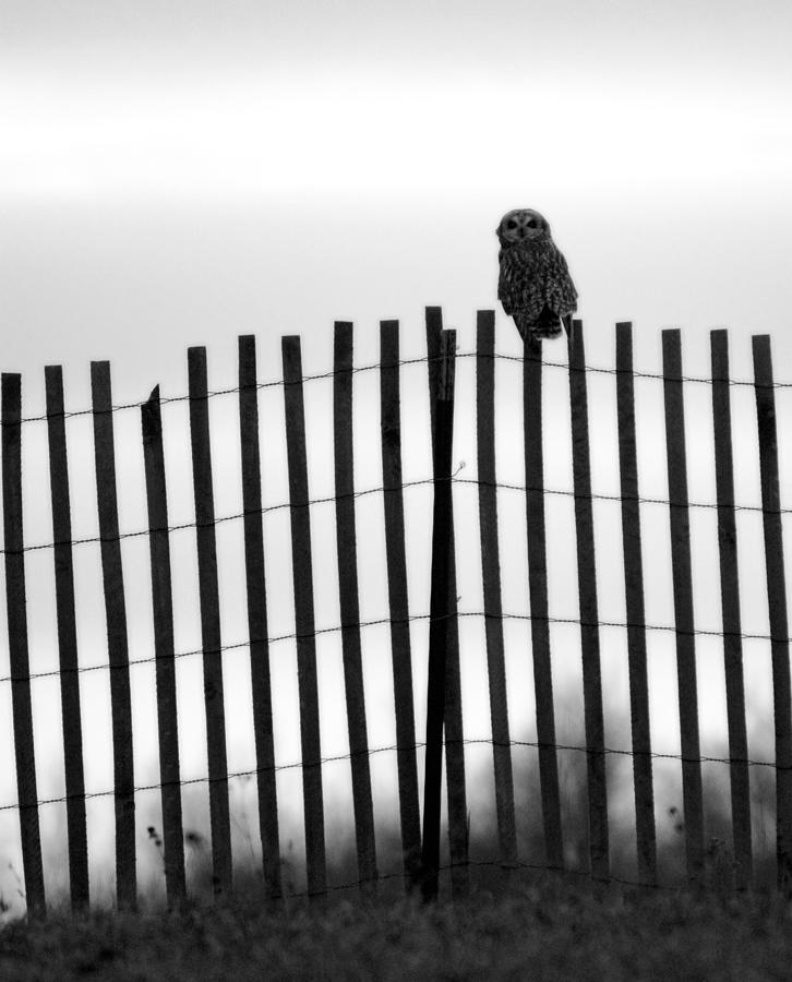 Waiting Owl Photograph by Tracy Winter