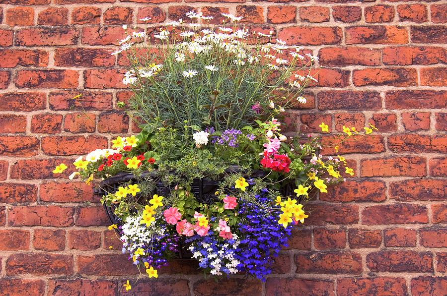 Wall Mounted Planter #1 Photograph by Adrian Thomas/science Photo Library
