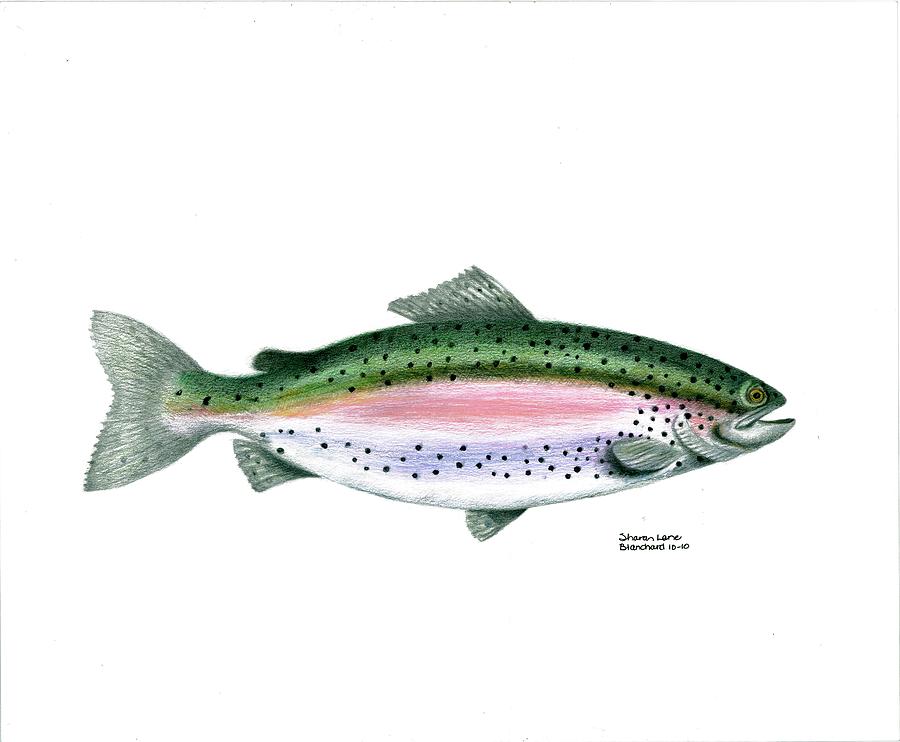 Wallace Brantley Sport Fishing Series Rainbow Trout #1 Drawing by