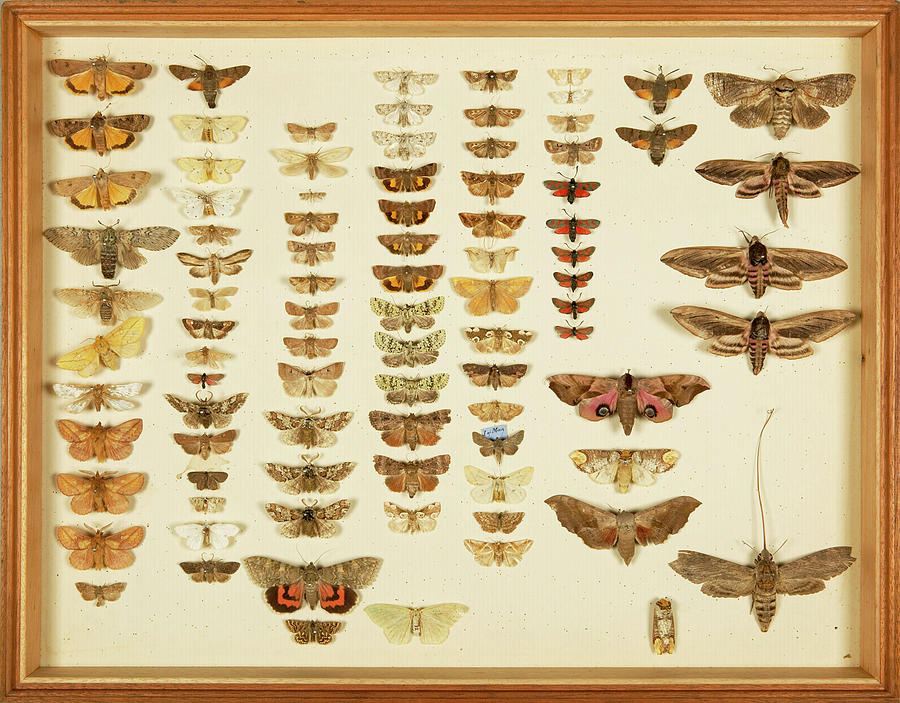 Wallace Collection Butterfly Specimens #1 Photograph by Natural History Museum, London/science Photo Library