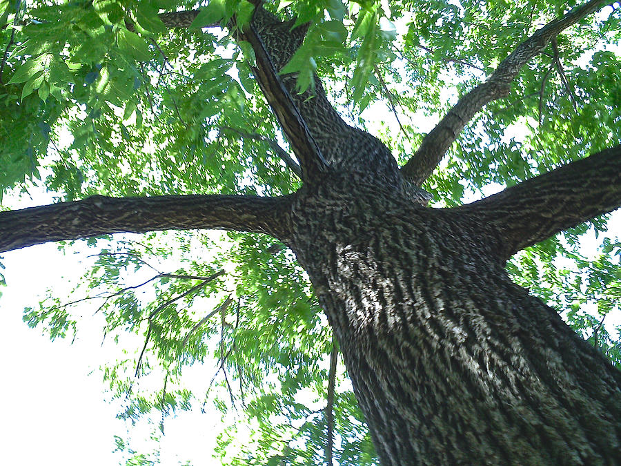 Walnut Tree #1 Photograph by Linda Williams