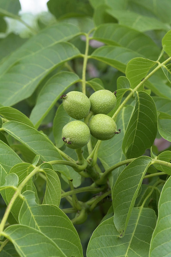 Walnuts (juglans Regia) Photograph by Brian Gadsby/science Photo ...